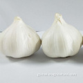 Fresh White Garlic Hot Sale Fresh 5.5cm White Garlic Supplier